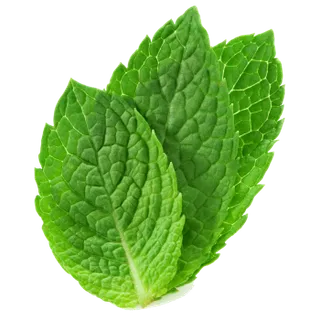 Mint